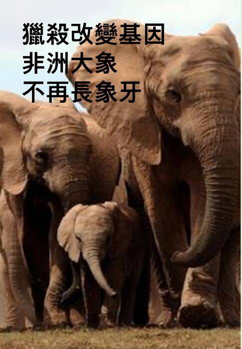 大象 大象